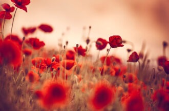 ausbildung-trauerredner