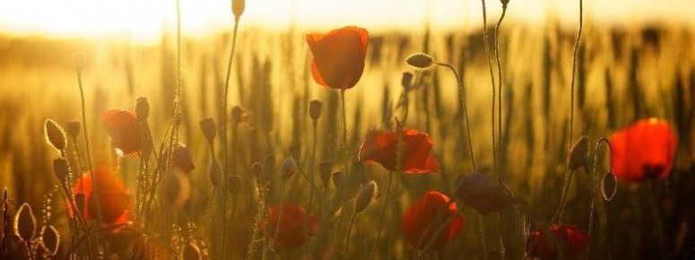 Trauersprecherin Seminare